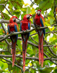 Scarlet Macaw in Costa Rica  © Harry Collins