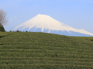 富士山と茶畑　大淵笹場　静岡県　日本