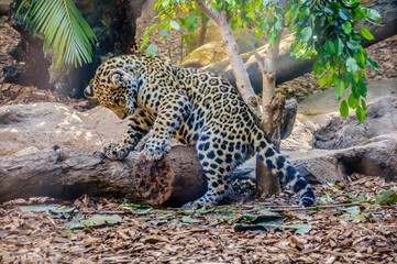 Small leopard child is playing in Loro Parque, Tenerife, Canary