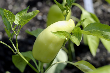 Cayenne pepper, Capsicum annuum, still immature, Bavaria, Germany, Europe