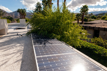 tree growing over solar panels