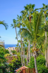 Tall palms in Loro Parque, Tenerife on Canary Islands