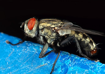 Macro Photo of House Fly Isolated on Background