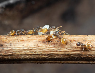 Macro Photo of Group of Tiny Ants Carrying Pupae and Running on Stick, Teamwork Concept