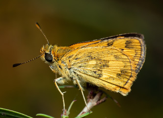 Obraz premium Macro Photo of Yellow Moth on Twig of Plant