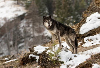 Wolf Clifftop Pose © Chris