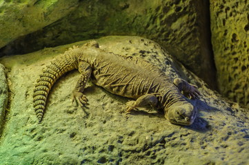 Large girdled lizard with a flattened body in Loro Parque, Ten
