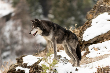 Obraz premium Wolf on High
