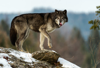 Wolf Pose