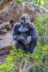 Portrait of a western lowland gorilla in Loro Parque, Tenerife,