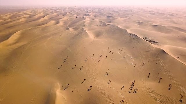 Camel and Al Qudra desert