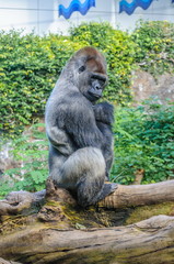 Portrait of a western lowland gorilla in Loro Parque, Tenerife,