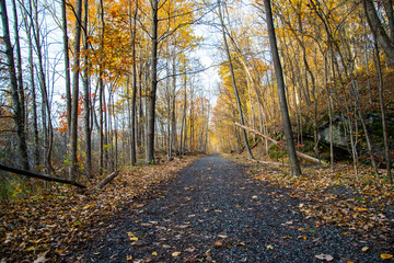 Obraz premium Autumn's foot path 