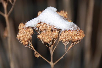 branch of a tree in winter