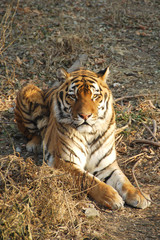 tiger in zoo