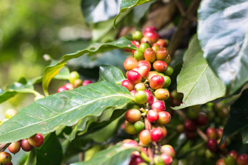 Coffee berries on a coffee tree