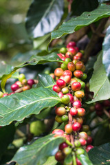Coffee berries on a coffee tree