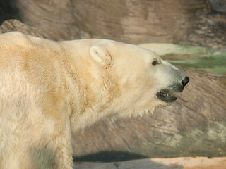 Fototapeta na wymiar Portrait od polar bear - Ursus maritimus