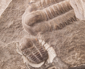 Fossil of a trilobites (Ellipsocephalus hoffi) from the Cambrian of Czech Republic