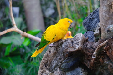 Colorful yellow parrot, Sun Conure Aratinga solstitialis, standi