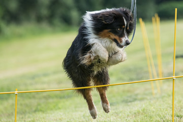Hund - Australian Shepherd springt