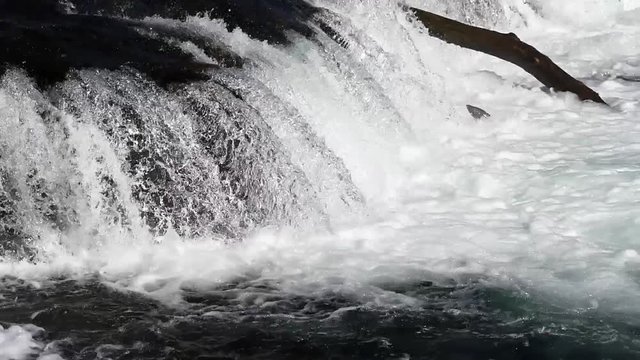 Spawning salmon jumping up Brooks Falls, Katmai National Park, Alaska