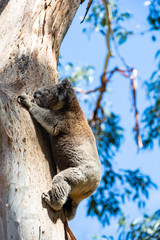 Australian koala bear sitting on a branch