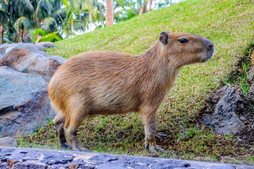 Capybara in Loro Parque, Tenerife, Canary Islands.