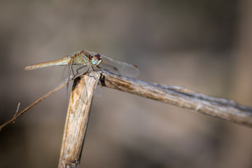 Isolated dragonfly on a twig- Israel