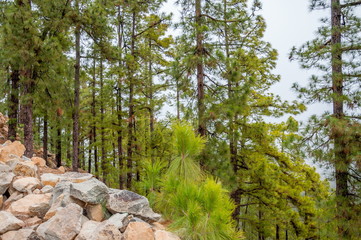 Canarian pines, pinus canariensis in the Corona Forestal Nature