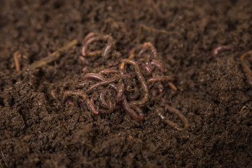 Earthworm farm good for soil