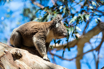 Australian koala bear sitting on a branch