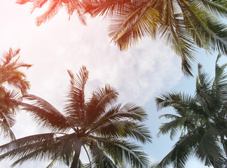Fototapeta na wymiar tropical coconut palm leaves tree for summer background