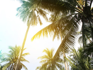 tropical coconut palm leaves tree for summer background