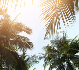 Fototapeta na wymiar tropical coconut palm leaves tree for summer background