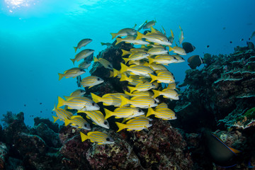 School of Lutjanus bengalensis, Bengal snappers