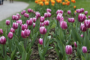 fotografias de flores varias 