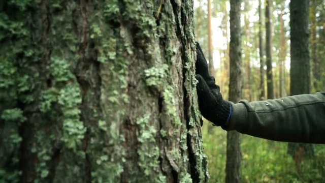 Man puts his hand on the tree