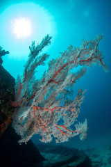 Fototapeta na wymiar Cherry Blossom Coral