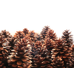 Fir coniferous and pine cones tree fruit background