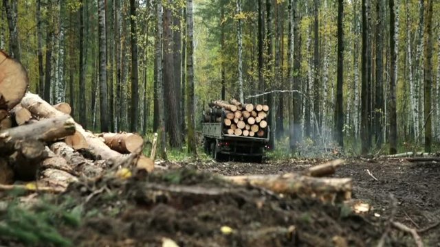 Truck takes away felled trees in the forest