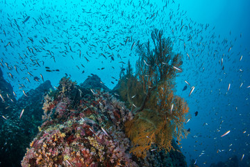 Healthy tropical coral reef covered with soft corals and sea fan 