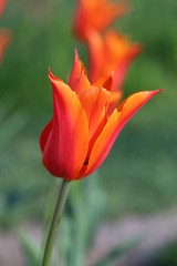 fotografias de flores varias 