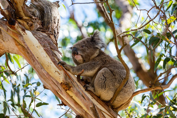 Obraz premium Australian koala bear sitting on a branch