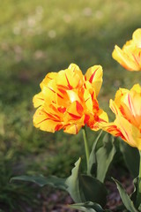 fotografias de flores varias 