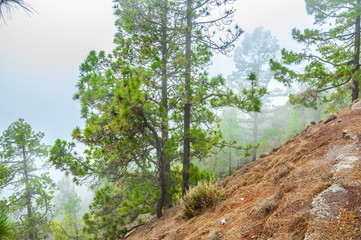 Fototapeta na wymiar Canarian pines, pinus canariensis in the Corona Forestal Nature