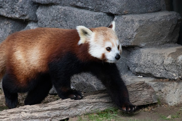 Red Panda