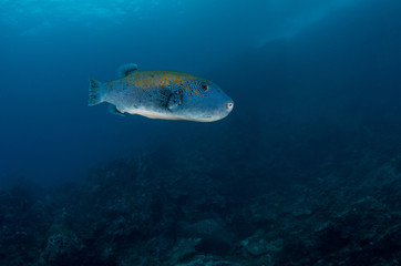 Fototapeta na wymiar Bluespotted pufferfish, Arothron caeruleopunctatus