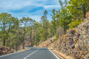 Road along the canarian pines in Corona Forestal Nature Park, Te