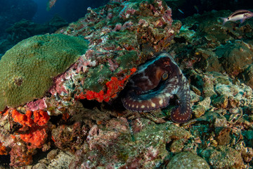 Fototapeta na wymiar Giant reef Octopus at Richelieu rock Thailand